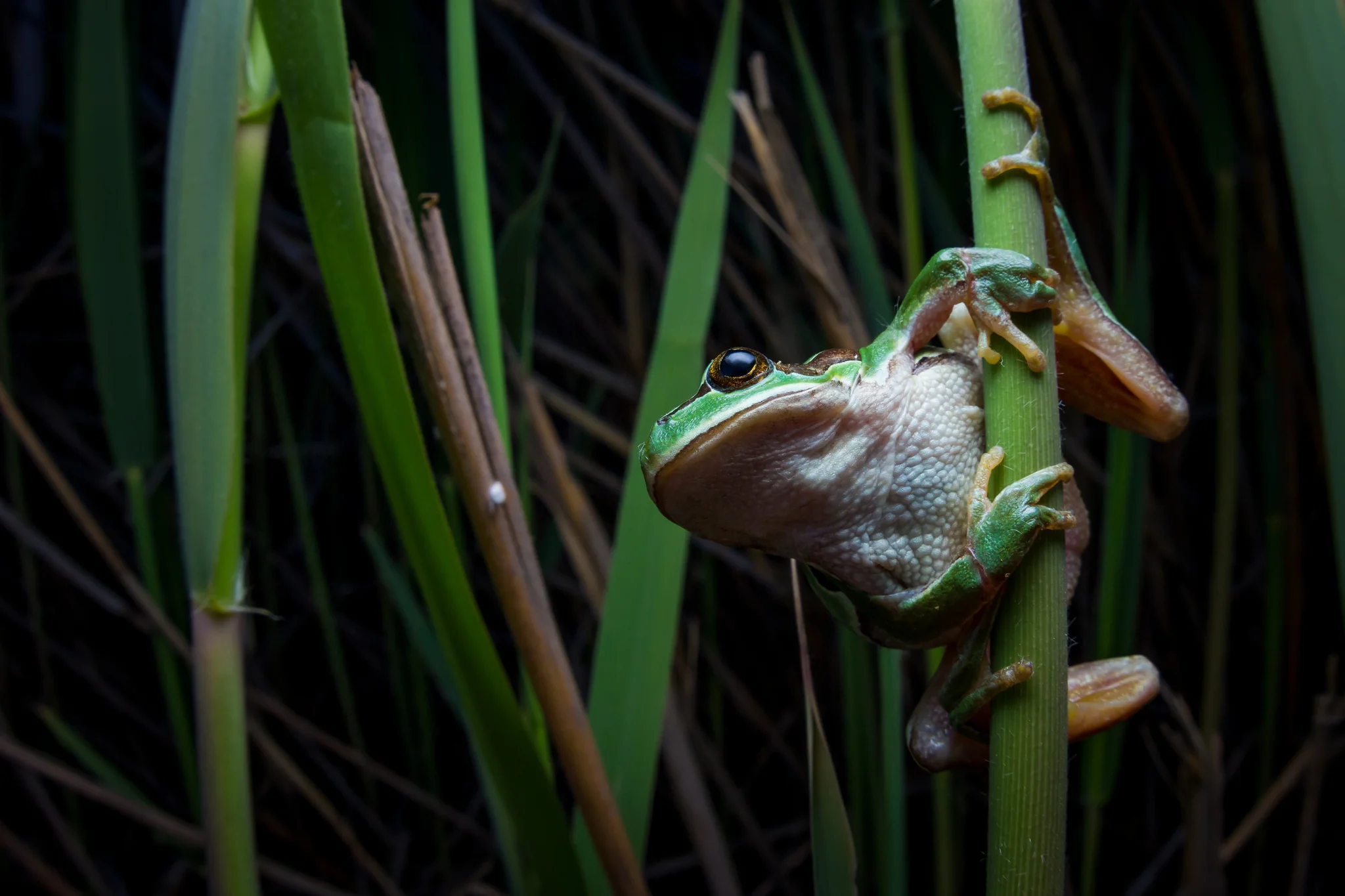 Salida Herpetológica Nocturna